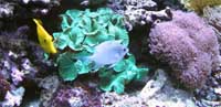 Des poissons: un chromis et un Zébrasoma flavescens.