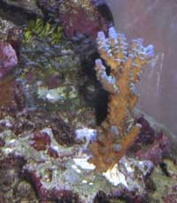 Bouture d'Acropora.