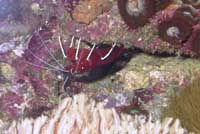 Crevette Lysmata Débélius