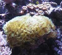 Parazoanthus gracilis