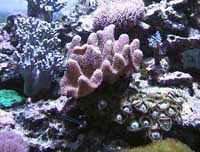 Sarcophyton spp.