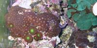 Zoanthus